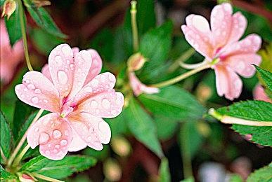 《方舟生存飞升》无畏龙生物图谱公开，泰坦BOSS将遭遇劲敌